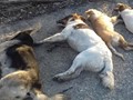 Θανάτωσαν με φόλες 11 σκυλιά 